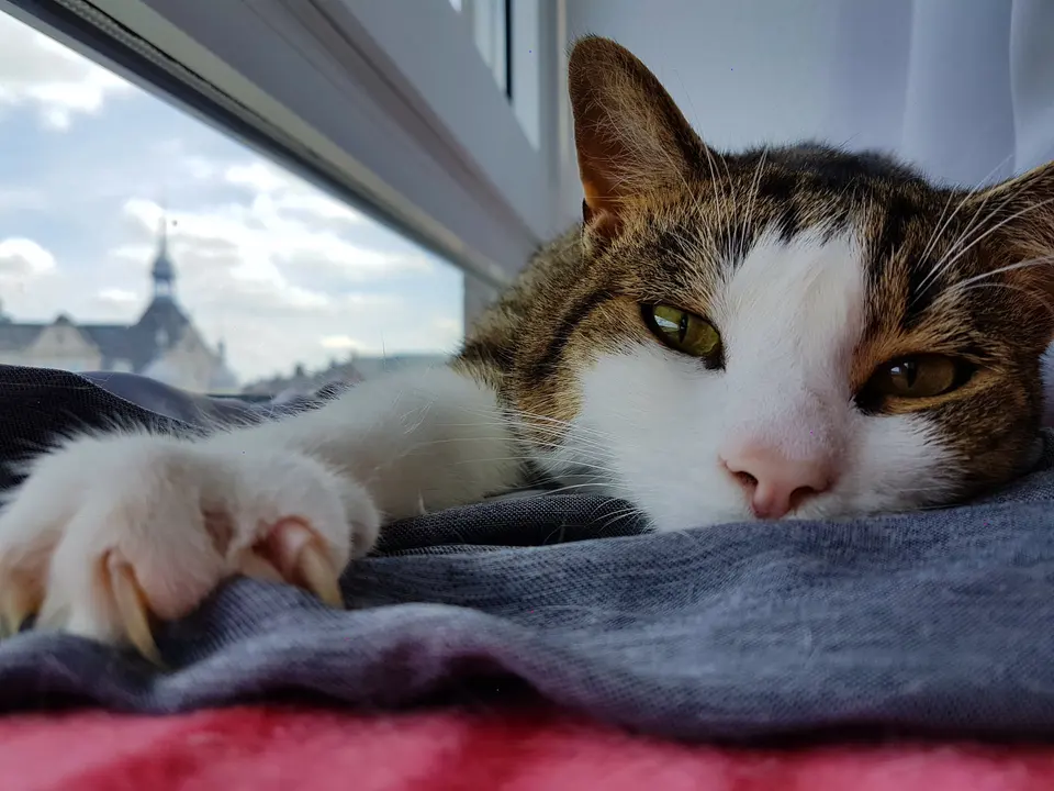 A tabby-and-white cat resting beside a window