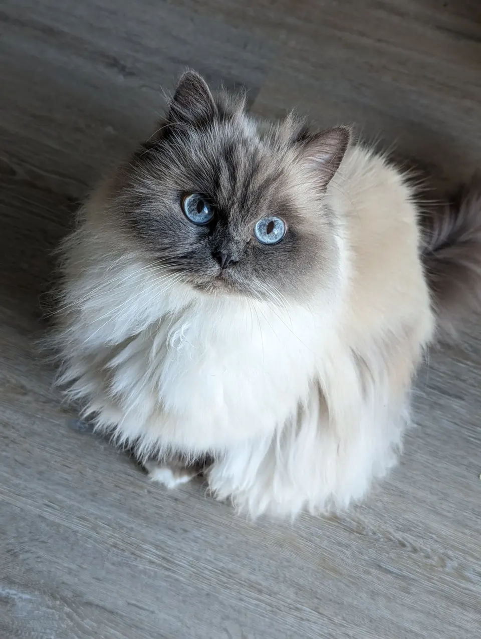 A long-haired, blue-eyed cat sitting on a wooden floor
